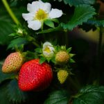 Ako sa postarať o jahody na jar, aby ste mali dobrú úrodu