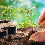 Pomoc záhradníkom: ako zachrániť sadenice paradajok pred vädnutím