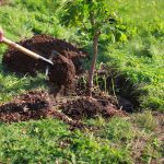 Aké stromy je lepšie sadiť na jeseň a prečo