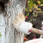 Bielenie stromov: kedy, ako a či je to vôbec potrebné