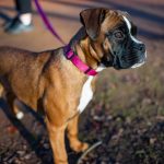 Ako si osvojiť nového člena domácnosti – adopcia z útulku- pes alebo mačka