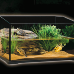 Neviete, ako na chov vodnej korytnačky? Poradíme vám