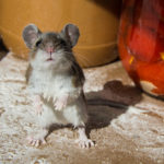 Čo robiť, aby sa v okolí vášho domu nezjavili hlodavce