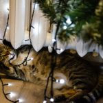 Vyzdobte svoj domov vianočným osvetlením a vychutnajte si sviatočnú atmosféru.