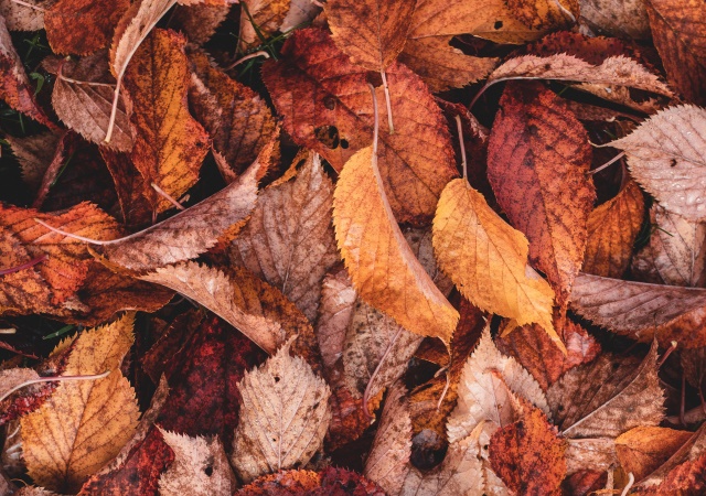 Krásne sfarbené lístie počas jesene.