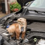 Problémy so škodcami viete vyriešiť jednoducho a rýchlo