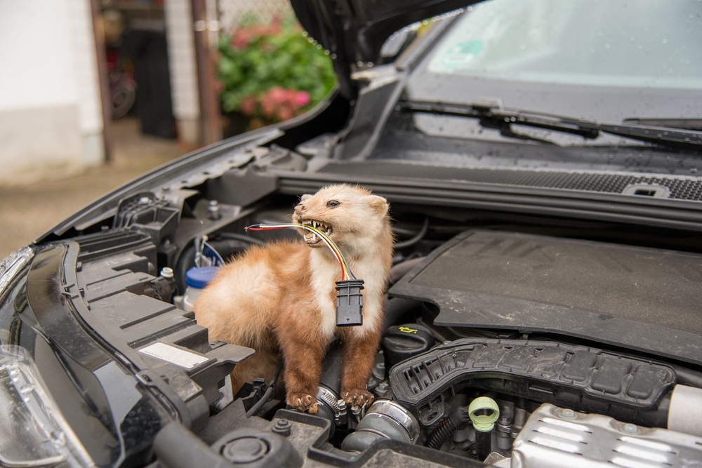 Problémy so škodcami viete vyriešiť jednoducho a rýchlo
