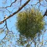 Imelo biele. Vianočná dekorácia, parazit, liek alebo jed?