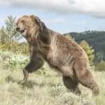 Čo robiť, keď počas túry stretnete divé zviera