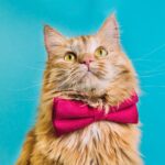 Aj mačky sa rady prebehnú – ako im vybrať správny obojok a postroj?